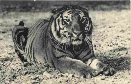 Animaux - Fauves - Tigre - Tigre Du Bengale - Museum National D'Histoire Naturelle - Parc Zoologique Du Bois De Vincenne - Tigri