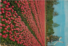 Pays-Bas - Nederland - Lisse - Keukenhof - Fleurs - CPM - Voir Scans Recto-Verso - Lisse