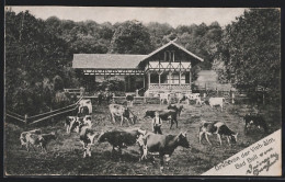 AK Bad Boll, Gasthaus Zur Vieh-Alm Mit Kühen Auf Der Weide  - Andere & Zonder Classificatie