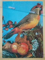 KOV 506-29 -  BIRD, OISEAU, KARMIN GIMPEL - Oiseaux