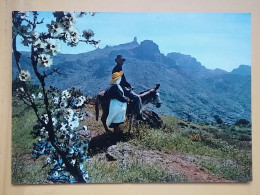 KOV 506-29 -  DONKEY, ANE, TEJEDA, GRAN CANARIA - Donkeys