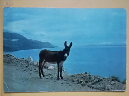 KOV 506-29 -  DONKEY, ANE - Asino