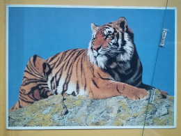 KOV 506-28 - TIGER, TIGRE - Other & Unclassified