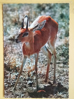 KOV 506-27 - GAZELLE, GAZZELLA, AFRICA - Other & Unclassified