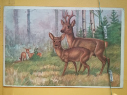 KOV 506-26 - DEER, CERF, FAWN, FAON - Sonstige & Ohne Zuordnung