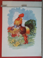 KOV 506-24 - ROOSTER, COOK - Other & Unclassified