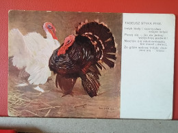 KOV 506-24 -  turkey COCK, DINDE - Other & Unclassified
