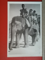KOV 506-24 - ELEPHANT - Elefantes