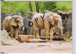 Afrikanischer Elefant - Loxodonta Africana - Zoo Duisburg - Elephants