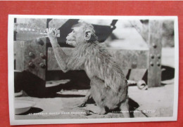 RPPC.   Monkey  Buffalo Ranch California   Ref 6409 - Monkeys