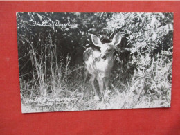 RPPC. Black Tail Spotted Fawn    Ref 6409 - Andere & Zonder Classificatie