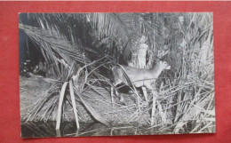 RPPC. Deer In Wild.     Ref 6409 - Andere & Zonder Classificatie