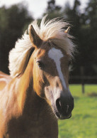 Horse - Cheval - Paard - Pferd - Cavallo - Cavalo - Caballo - Häst - Groh - Pferde