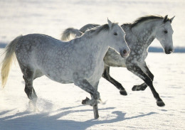 Horse - Cheval - Paard - Pferd - Cavallo - Cavalo - Caballo - Häst - Engadin Press - Chevaux
