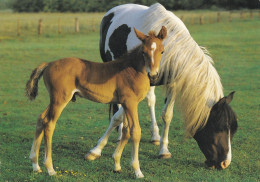 Horse - Cheval - Paard - Pferd - Cavallo - Cavalo - Caballo - Häst - Engadin Press - Caballos