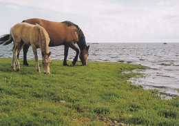 Horse - Cheval - Paard - Pferd - Cavallo - Cavalo - Caballo - Häst - Estonian Native Horse - Caballos