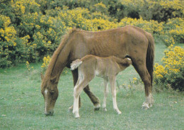 Horse - Cheval - Paard - Pferd - Cavallo - Cavalo - Caballo - Häst - Magna Books - USA - Pferde