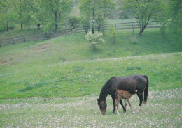 Horse - Cheval - Paard - Pferd - Cavallo - Cavalo - Caballo - Häst - Magna Books - USA - Horses