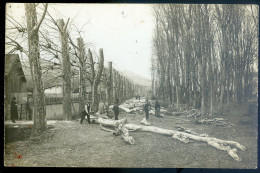 Cpa Carte Photo Arbres Coupés -- Bucheron Menuisier      STEP198 - Artigianato