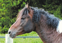 Horse - Cheval - Paard - Pferd - Cavallo - Cavalo - Caballo - Häst - Pedigree - Riverside Curly Horses Riemann - Caballos