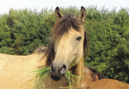 Horse - Cheval - Paard - Pferd - Cavallo - Cavalo - Caballo - Häst - Pedigree - Riverside Curly Horses Riemann - Horses