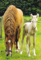 Horse - Cheval - Paard - Pferd - Cavallo - Cavalo - Caballo - Häst - Pedigree - Riverside Curly Horses Riemann - Horses