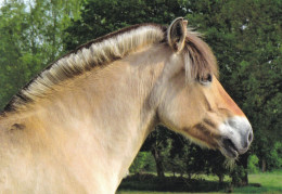 Horse - Cheval - Paard - Pferd - Cavallo - Cavalo - Caballo - Häst - Pedigree - Horses