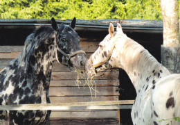 Horse - Cheval - Paard - Pferd - Cavallo - Cavalo - Caballo - Häst - Pedigree - Chevaux