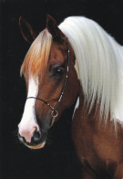 Horse - Cheval - Paard - Pferd - Cavallo - Cavalo - Caballo - Häst - Pedigree - Coloured Arabians - Chevaux