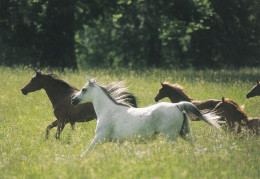Horse - Cheval - Paard - Pferd - Cavallo - Cavalo - Caballo - Häst - TMS International B.V. - Chevaux