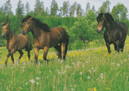 Horse - Cheval - Paard - Pferd - Cavallo - Cavalo - Caballo - Häst - Quality Card Of Scandinavia - Horses