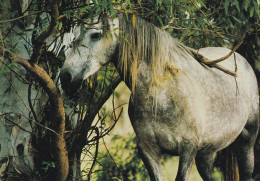 Horse - Cheval - Paard - Pferd - Cavallo - Cavalo - Caballo - Häst - Neufeld Verlag - Chevaux