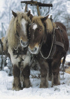 Horse - Cheval - Paard - Pferd - Cavallo - Cavalo - Caballo - Häst - Svenska Naturkort - Pferde