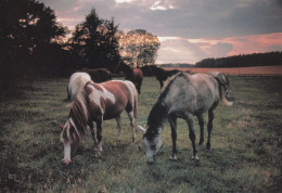 Horse - Cheval - Paard - Pferd - Cavallo - Cavalo - Caballo - Häst - Scankort - Chevaux