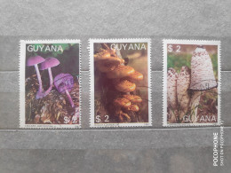 1987	Guyana	Mushrooms (F97) - Autres - Afrique