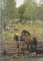 Horse - Cheval - Paard - Pferd - Cavallo - Cavalo - Caballo - Häst - Konstförlag AB - Pferde