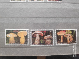 1988	Guyana	Mushrooms (F97) - Altri - Africa