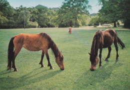 Horse - Cheval - Paard - Pferd - Cavallo - Cavalo - Caballo - Häst - Cecami - Chevaux