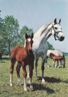 Horse - Cheval - Paard - Pferd - Cavallo - Cavalo - Caballo - Häst - Svenska Naturkort - Pferde