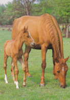 Horse - Cheval - Paard - Pferd - Cavallo - Cavalo - Caballo - Häst - Svenska Naturkort - Chevaux