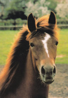 Horse - Cheval - Paard - Pferd - Cavallo - Cavalo - Caballo - Häst - Neufeld-Verlag - Chevaux