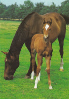 Horse - Cheval - Paard - Pferd - Cavallo - Cavalo - Caballo - Häst - Backemarks - Pferde