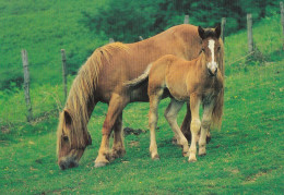 Horse - Cheval - Paard - Pferd - Cavallo - Cavalo - Caballo - Häst - Pan Dragon - Horses
