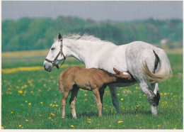 Horse - Cheval - Paard - Pferd - Cavallo - Cavalo - Caballo - Häst - Chevaux