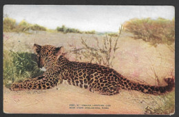 Animal & Faune > Tigres - No: 2080,B - Indian Leopard Cub - New York Zoological Park - Zoo - Tigri