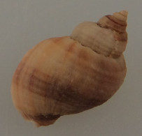 Nucella Lapillus Bizonalis Trouvé Vivant Avec Opercule 26,4mm F+++ N19 - Seashells & Snail-shells