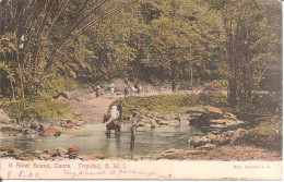 CAURA (TRINIDAD) A River Scene En 1908 - Trinidad