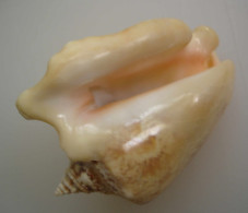 Strombus Raninus  Martinique 69,4mm Trouvé Vivant GEM N5 - Seashells & Snail-shells