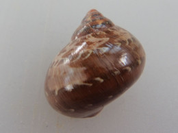 Turbo Petholatus Djibouti 27,6mm N1 - Seashells & Snail-shells