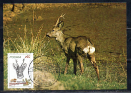POLONIA POLAND POLSKA 1981 FAUNA GAME ANIMALS HUNTING SHOOTING ELK RED 2.50z MAXI MAXIMUM CARD CARTE - Maximumkaarten